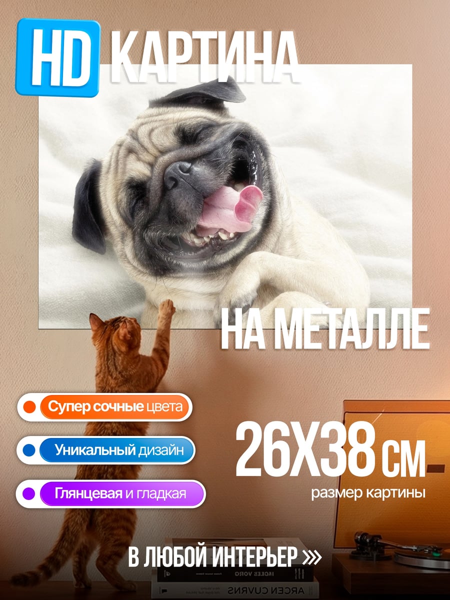 Картина на металле счастливый мопс лежит
