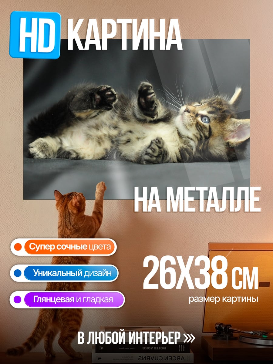 Картина на металле Ленивый котенок