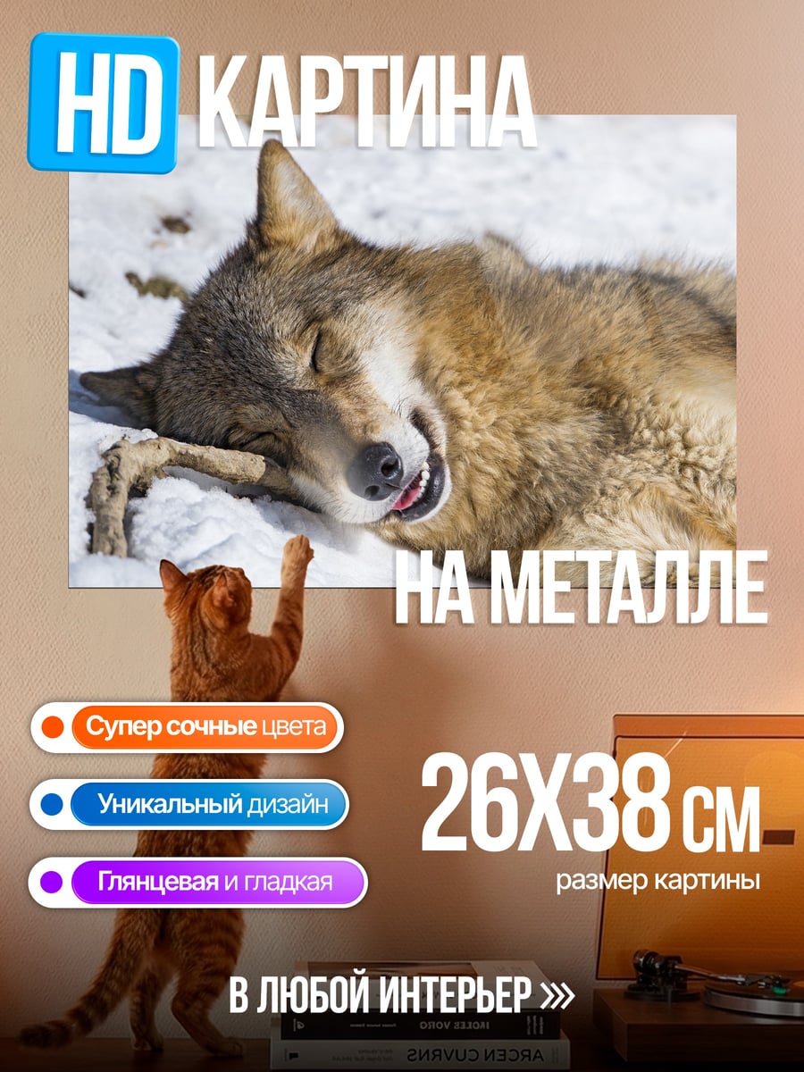Картина на металле Спящий волк на снегу