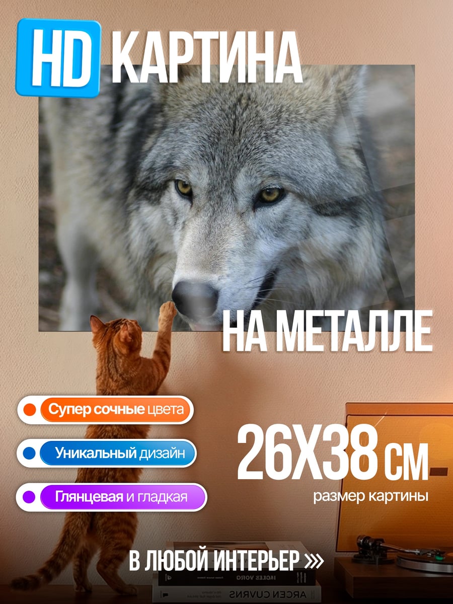 Картина на металле Волк смотрит в камеру