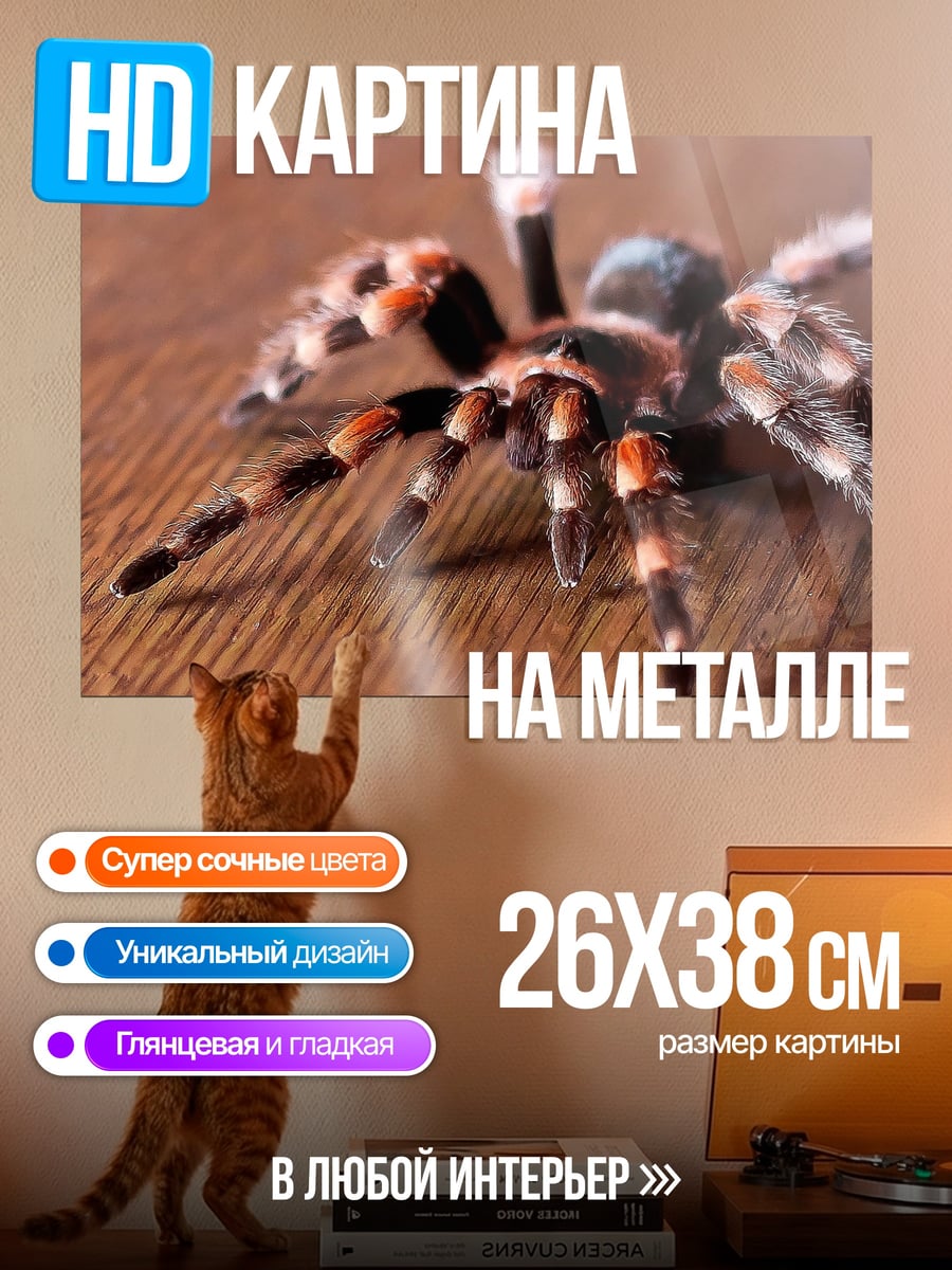 Картина на металле Паук тарантул крупным планом