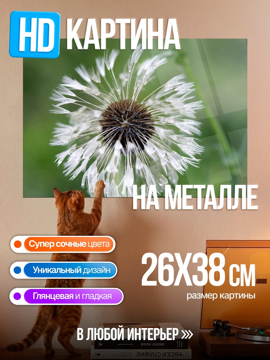 Картина на металле Белый одуванчик в каплях