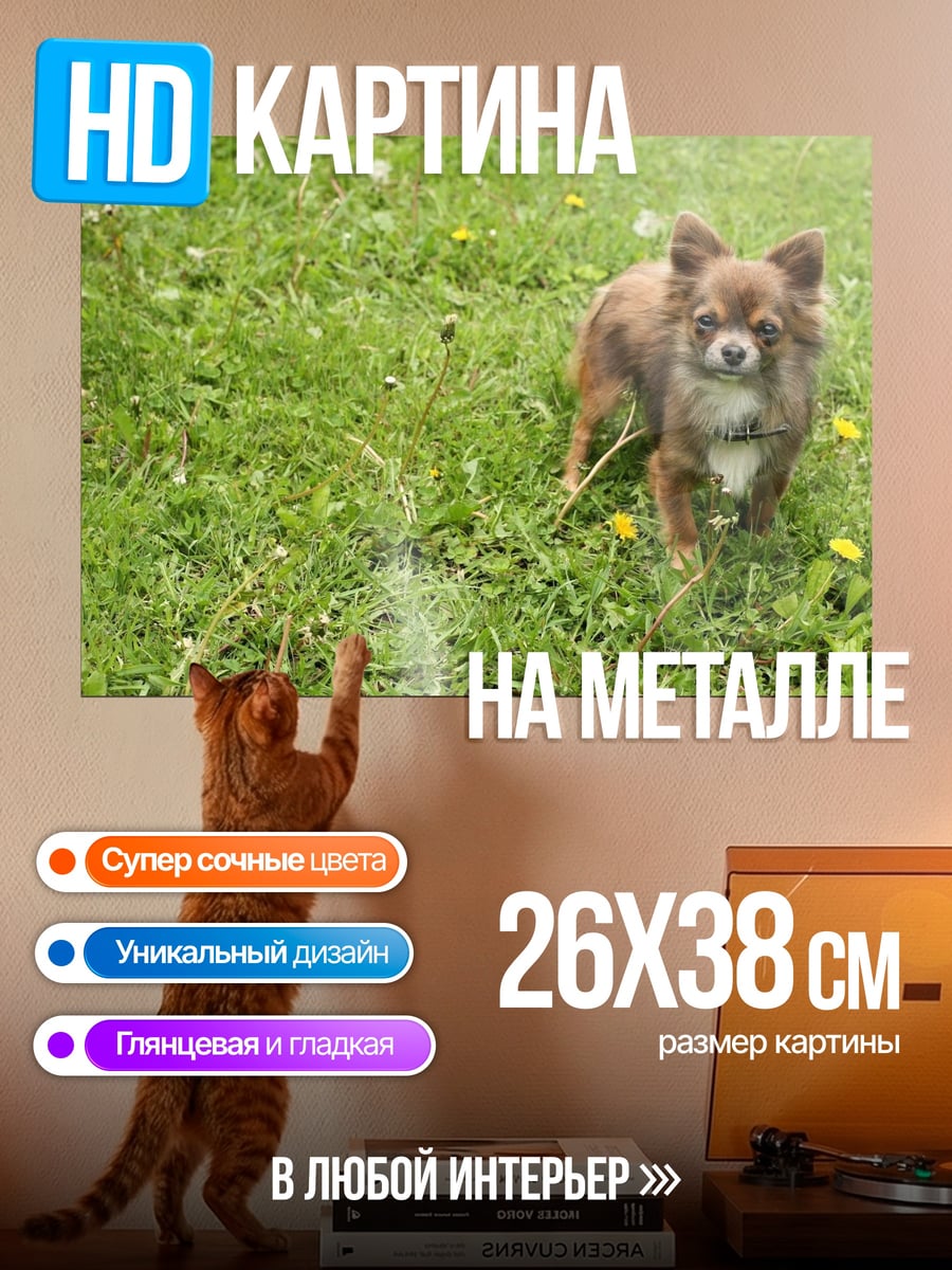 Картина на металле Чихуахуа на траве