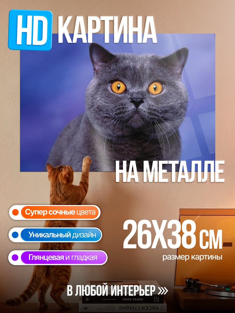Картина на металле Британский кот