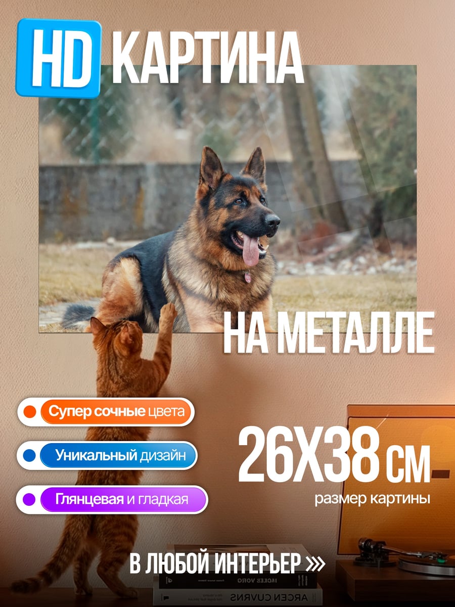 Картина на металле Немецкая овчарка лежит