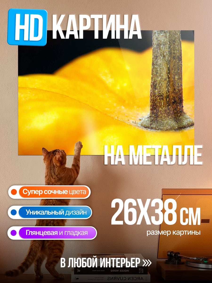 Картина на металле Тыква на черном фоне