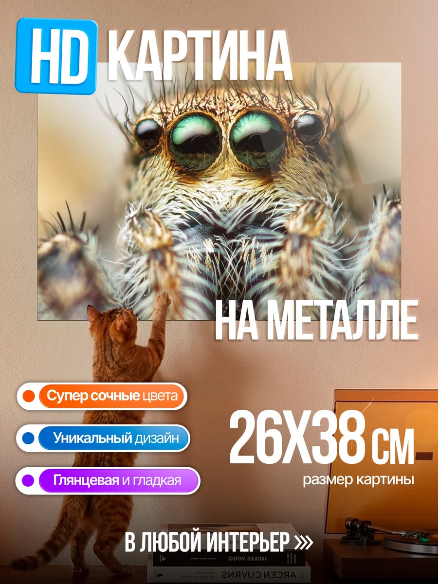 Картина на металле Паук-скакун крупным планом