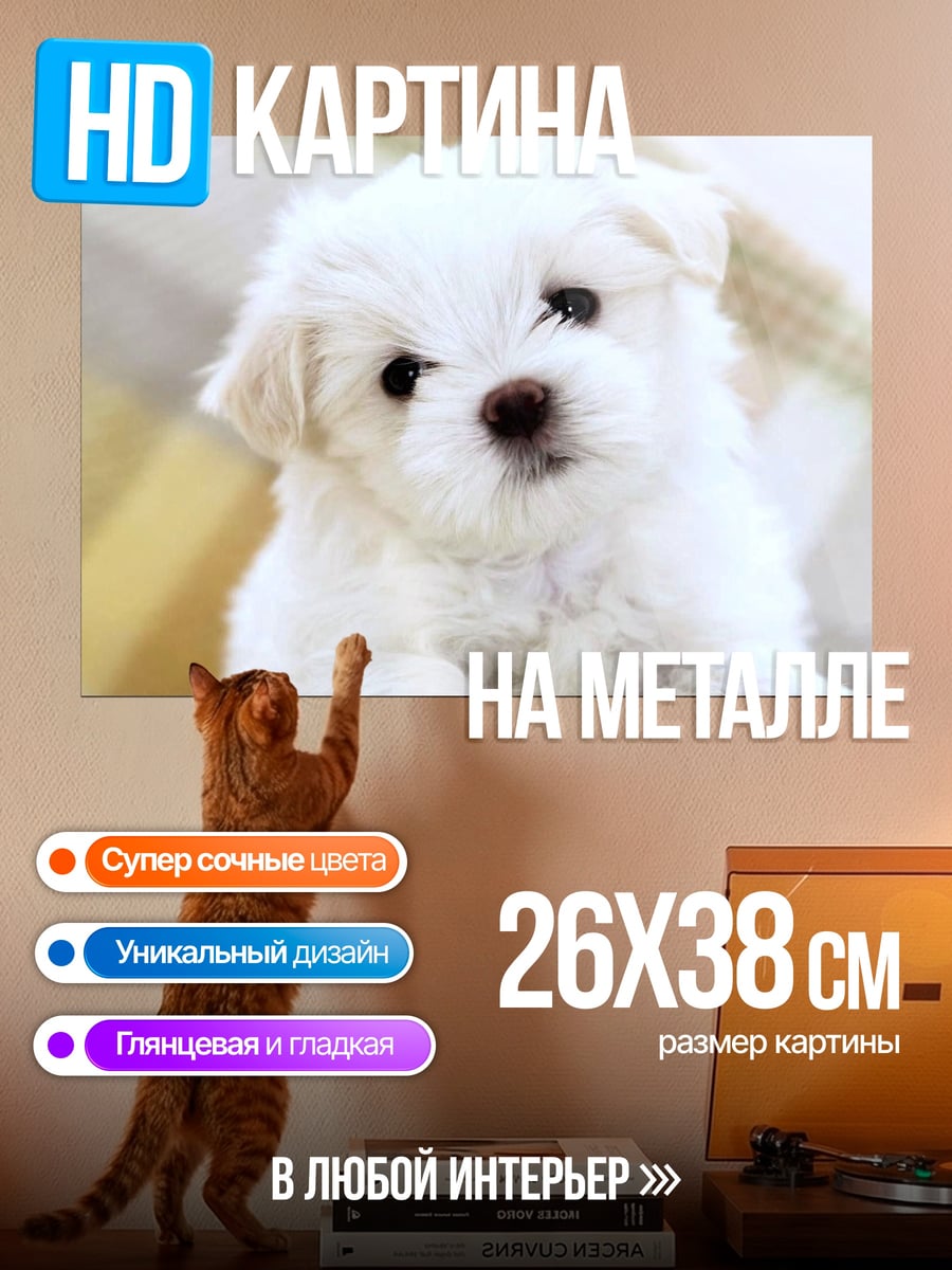 Картина на металле Белый щенок мальтезе