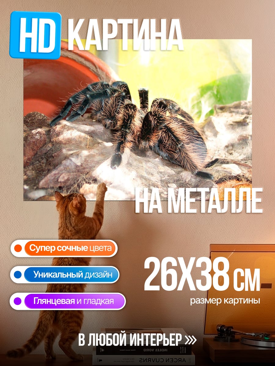 Картина на металле Паук-птицеед в гнезде