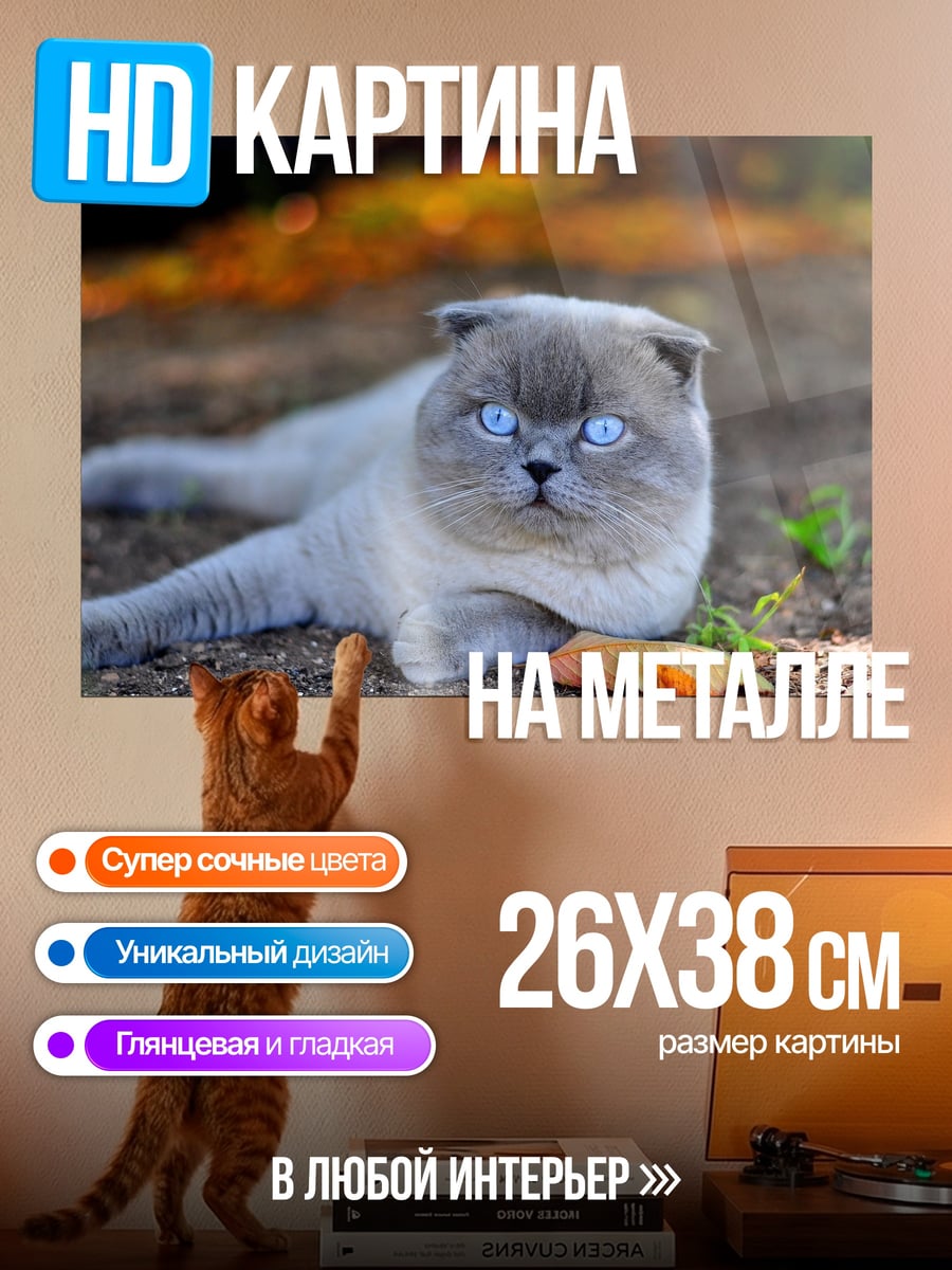 Картина на металле Кот с голубыми глазами