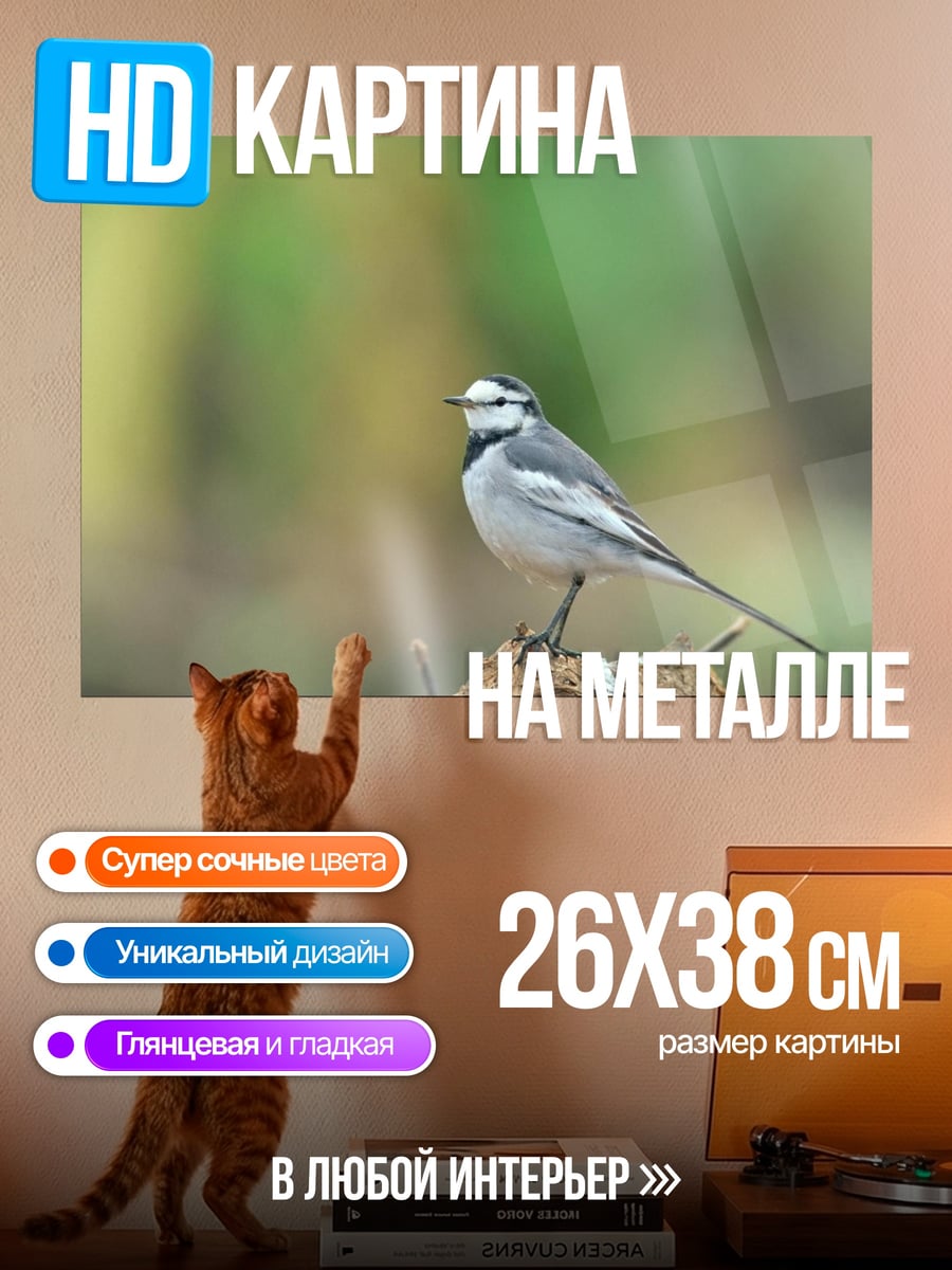 Картина на металле Белая трясогузка