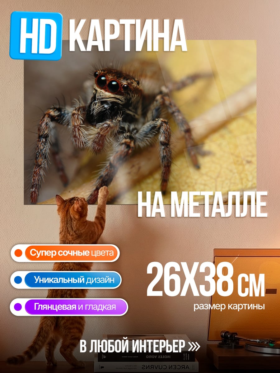 Картина на металле Паук-скакун крупным планом