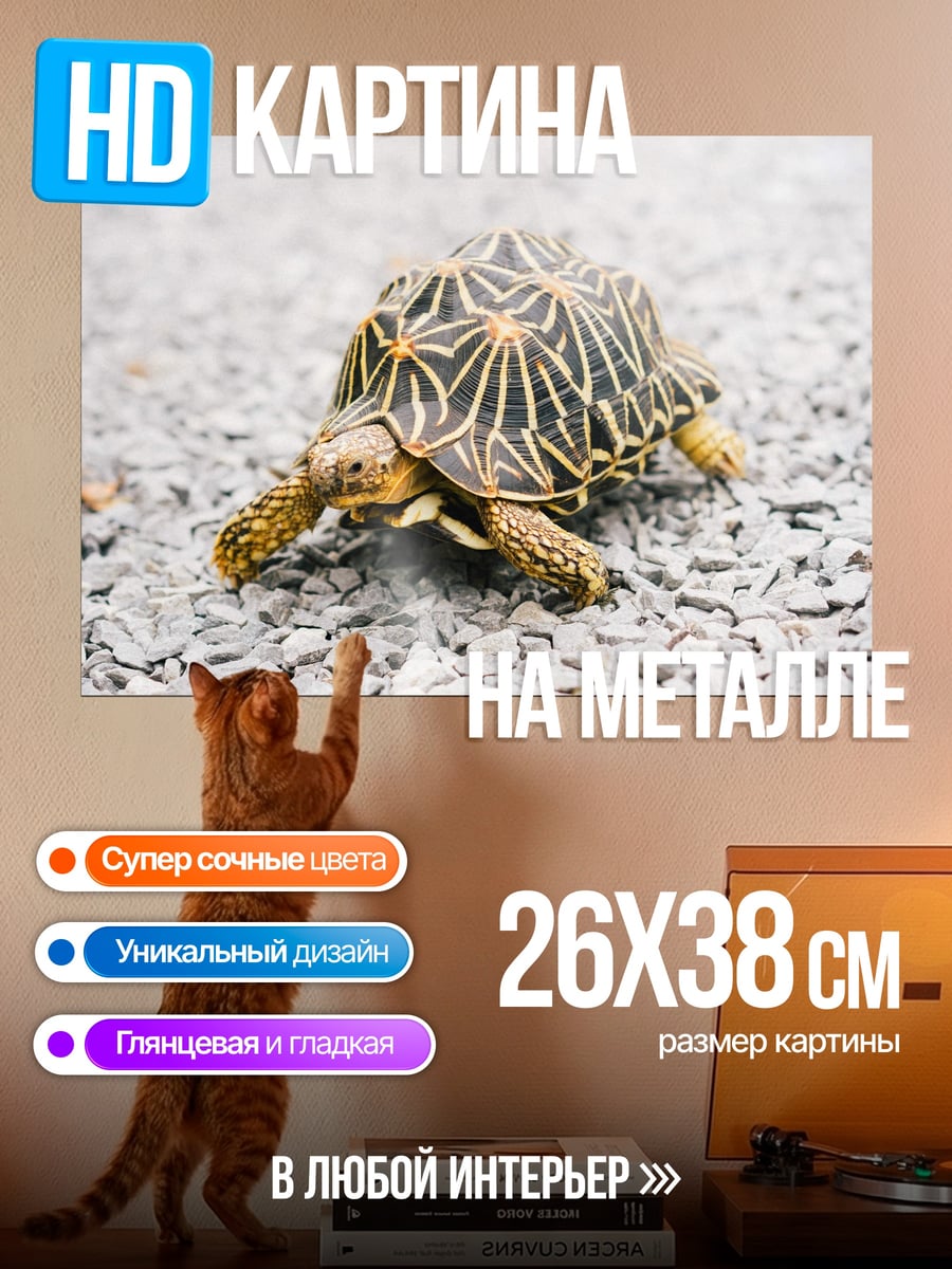 Картина на металле Черепаха на камнях