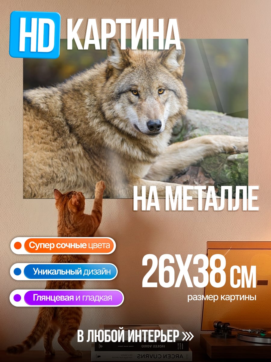 Картина на металле Лежащий волк