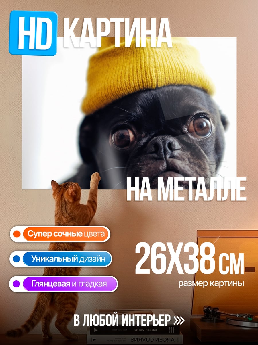 Картина на металле мопс в шапке