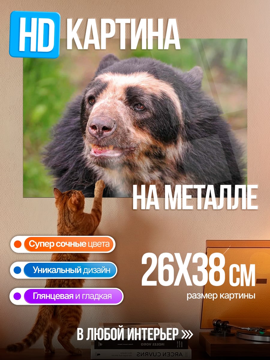 Картина на металле медведь очковый