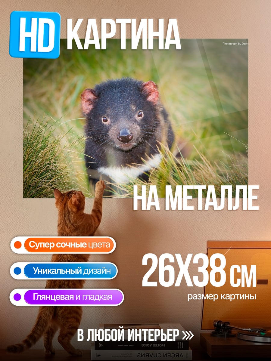 Картина на металле Тасманийский дьявол