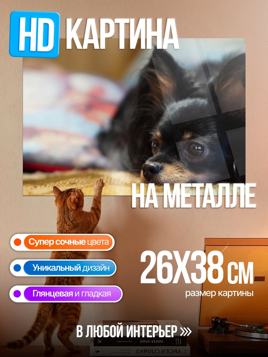 Картина на металле Чихуахуа на диване