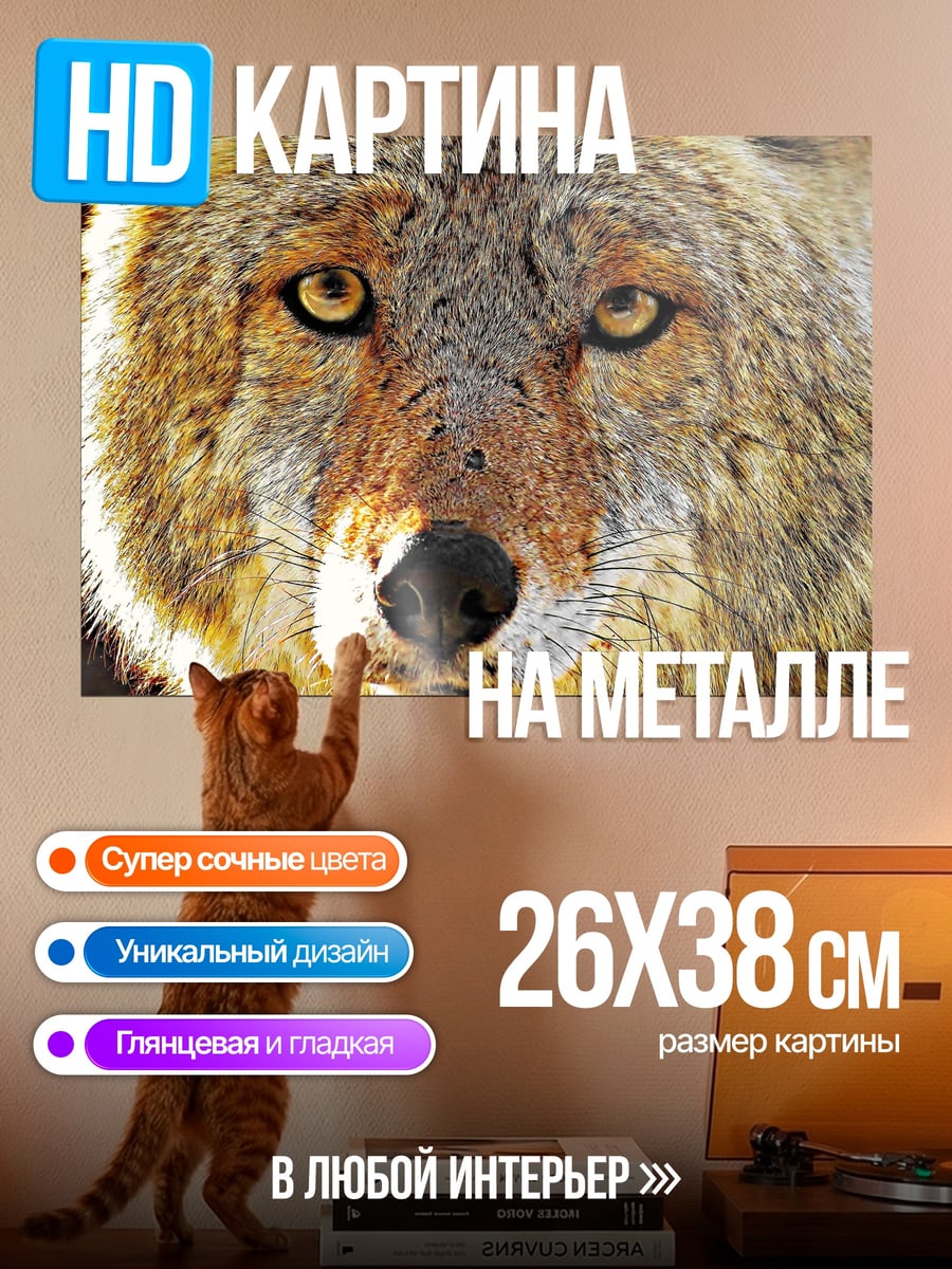 Картина на металле Глаза койота