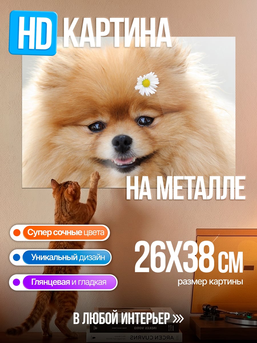 Картина на металле Шпиц с цветком