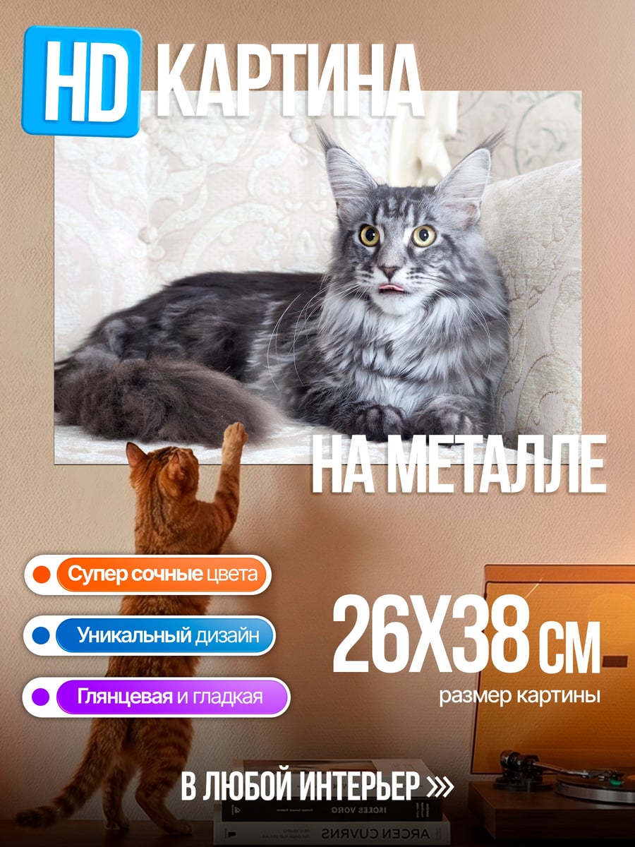 Картина на металле Кот породы мейн-кун