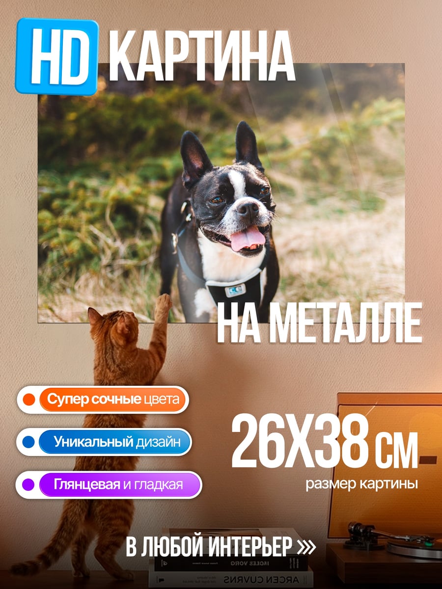 Картина на металле Бостон терьер в лесу