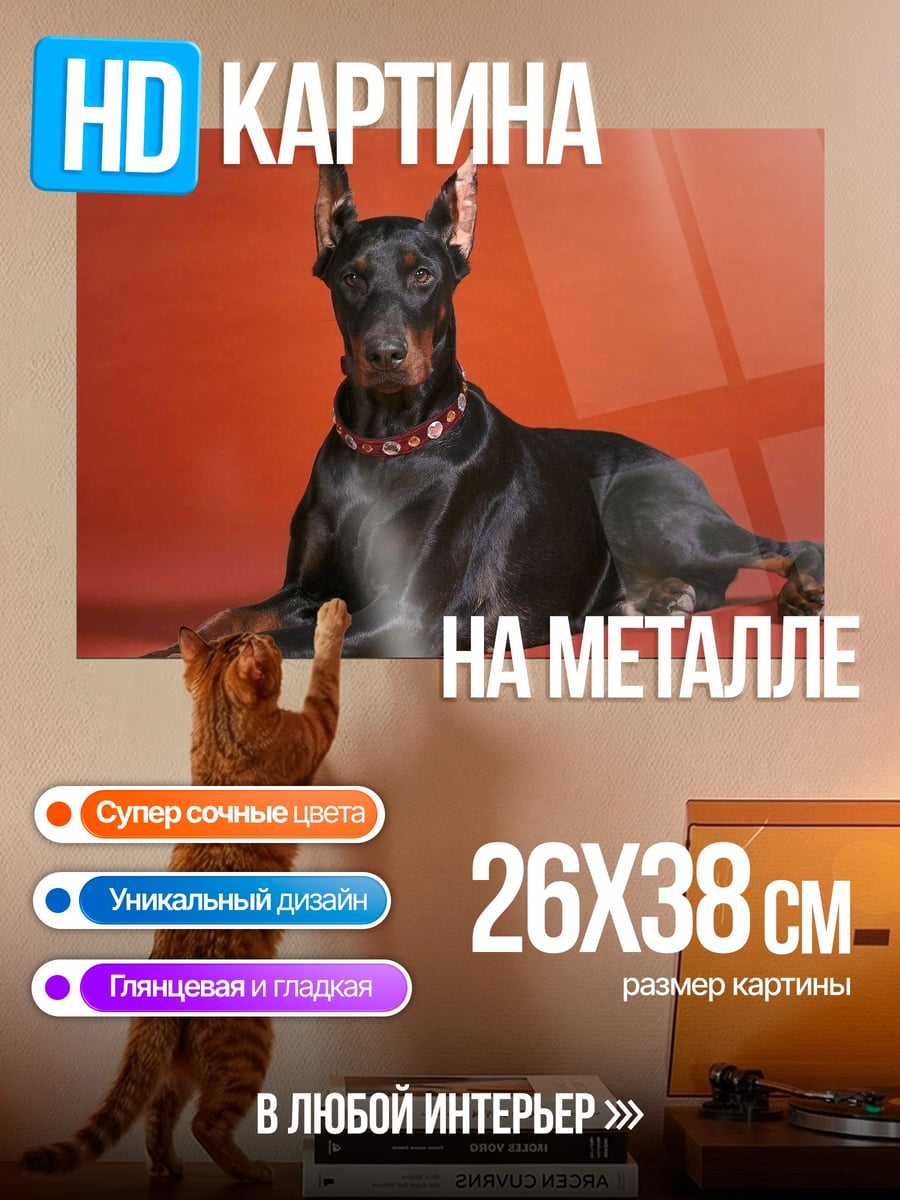 Картина на металле Лежащий доберман