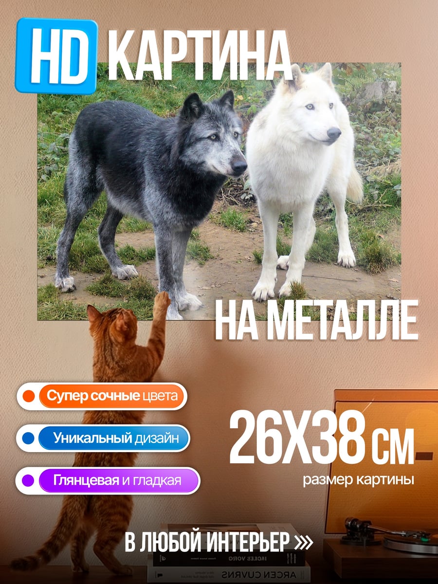 Картина на металле черный белый волки