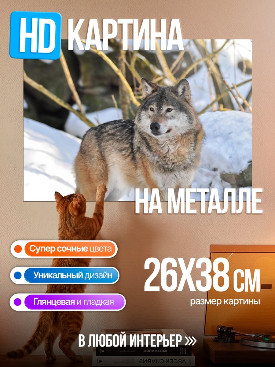 Картина на металле серый волк зимой