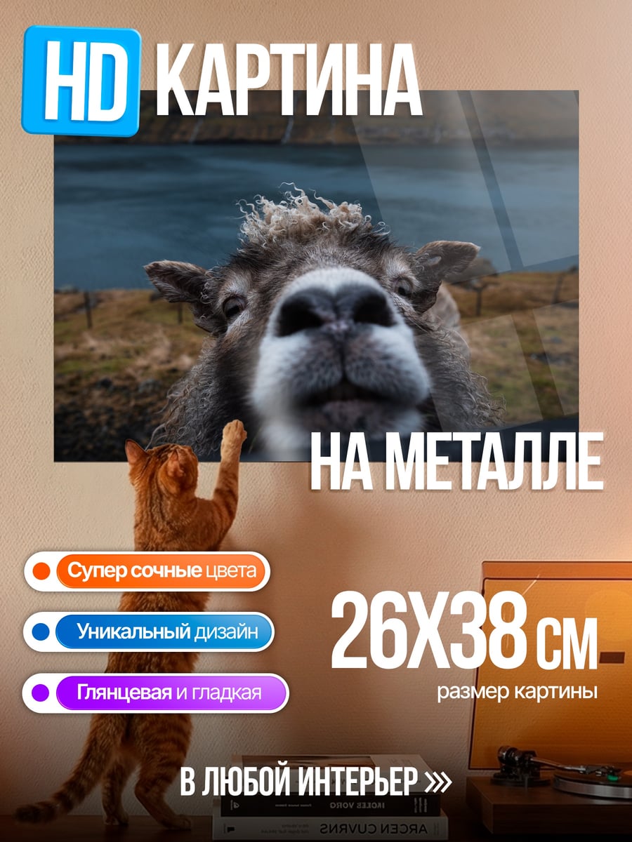Картина на металле любопытная овца крупным планом