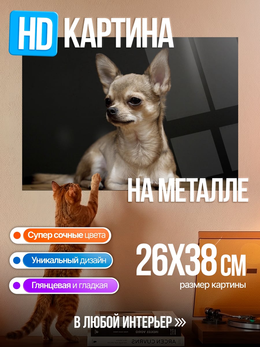 Картина на металле Чихуахуа на полу