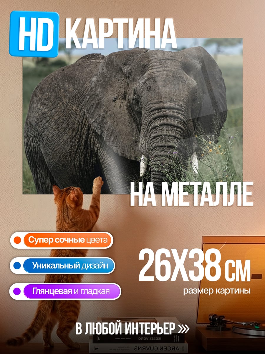 Картина на металле Африканский слон в траве