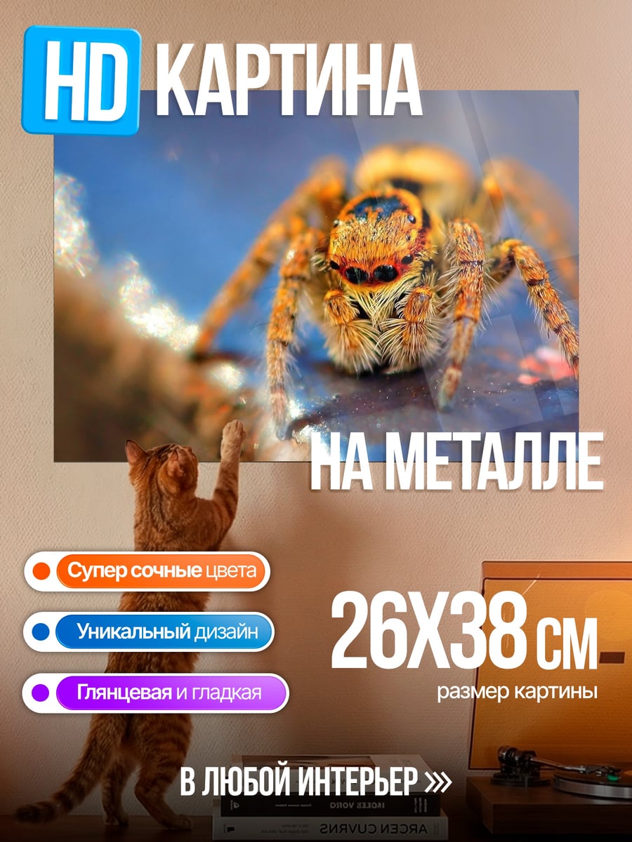 Картина на металле Паук прыгун макро