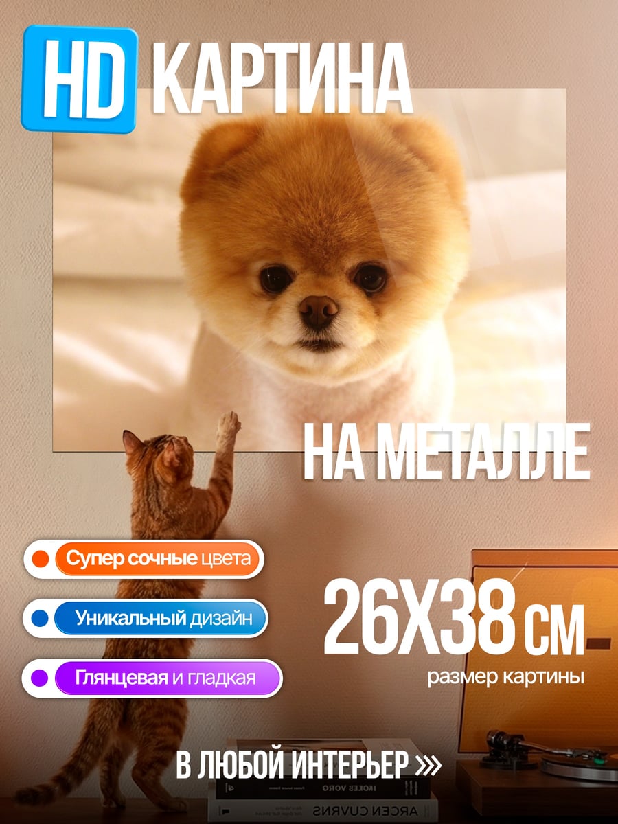Картина на металле Милый пёс померанский