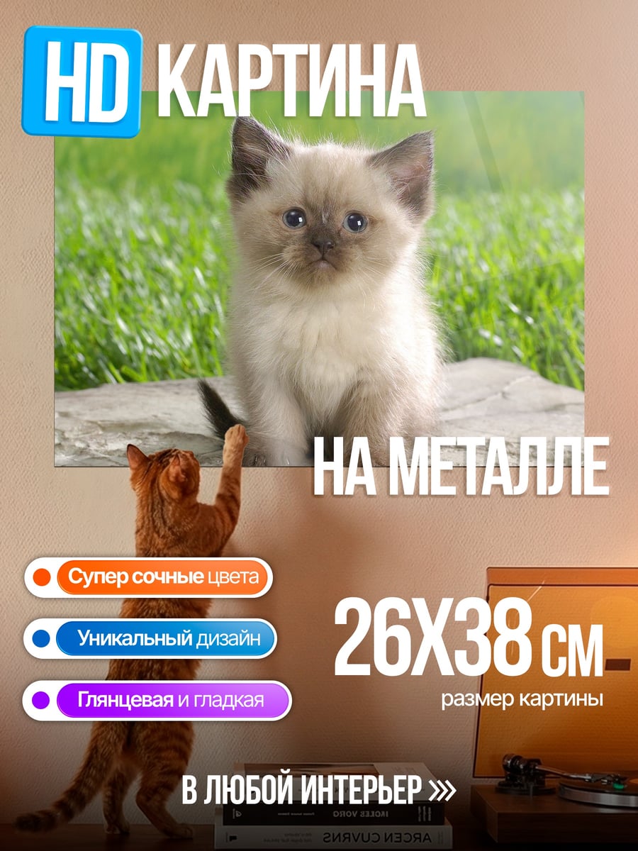 Картина на металле пушистый котенок