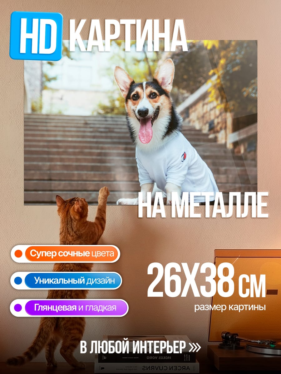 Картина на металле Корги в футболке