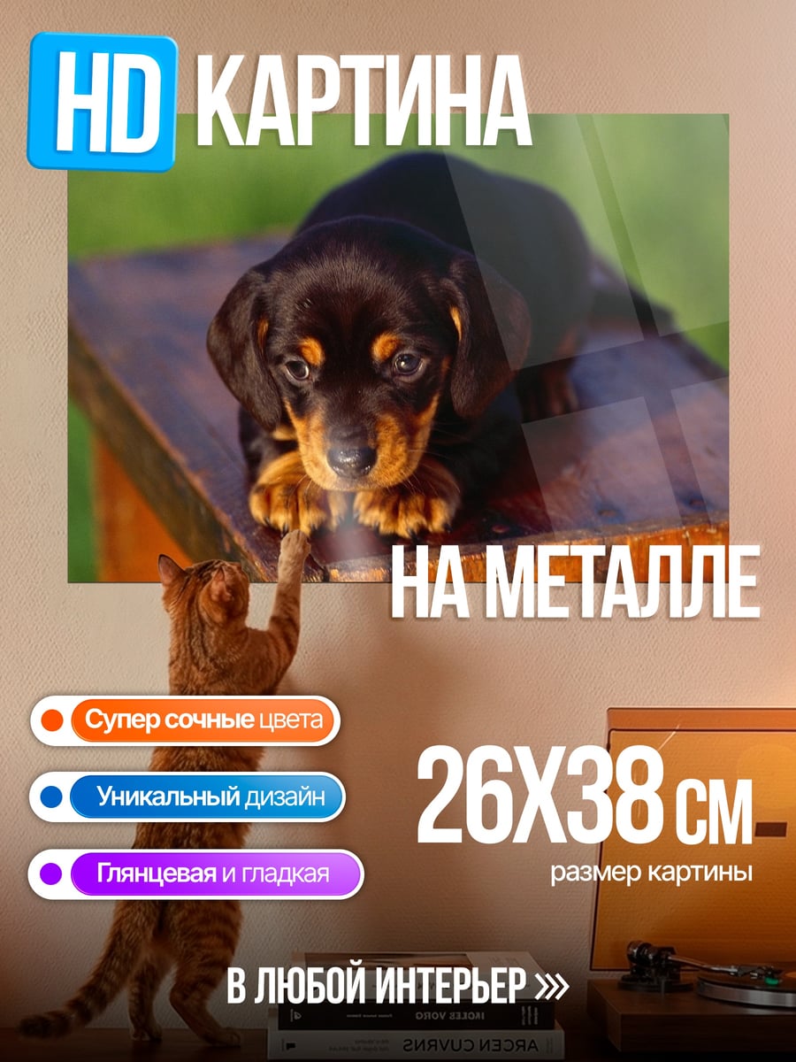 Картина на металле Милый щенок таксы