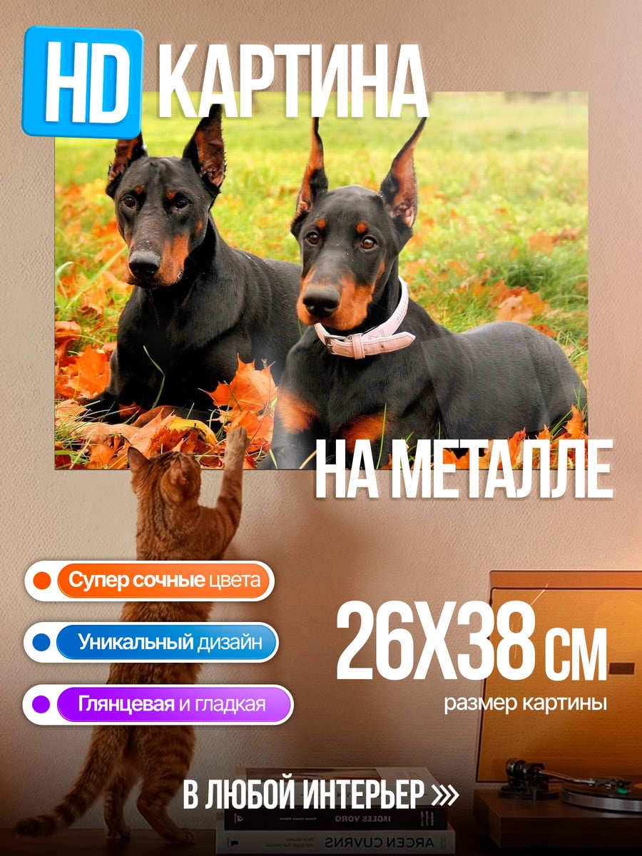 Картина на металле Пара доберманов