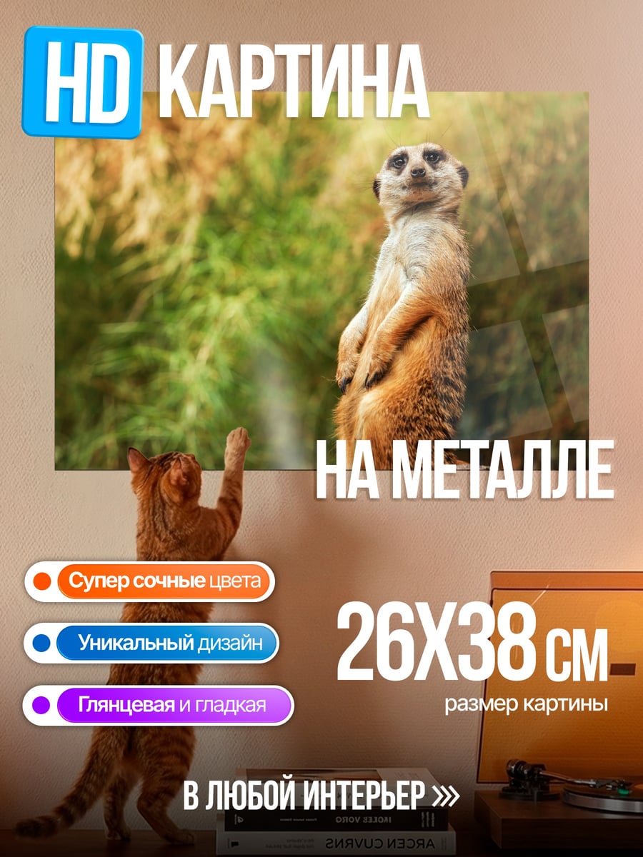 Картина на металле Сурикат на камне