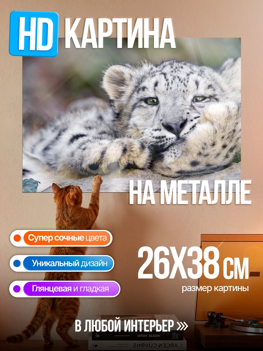 Картина на металле Снежный барс отдыхает