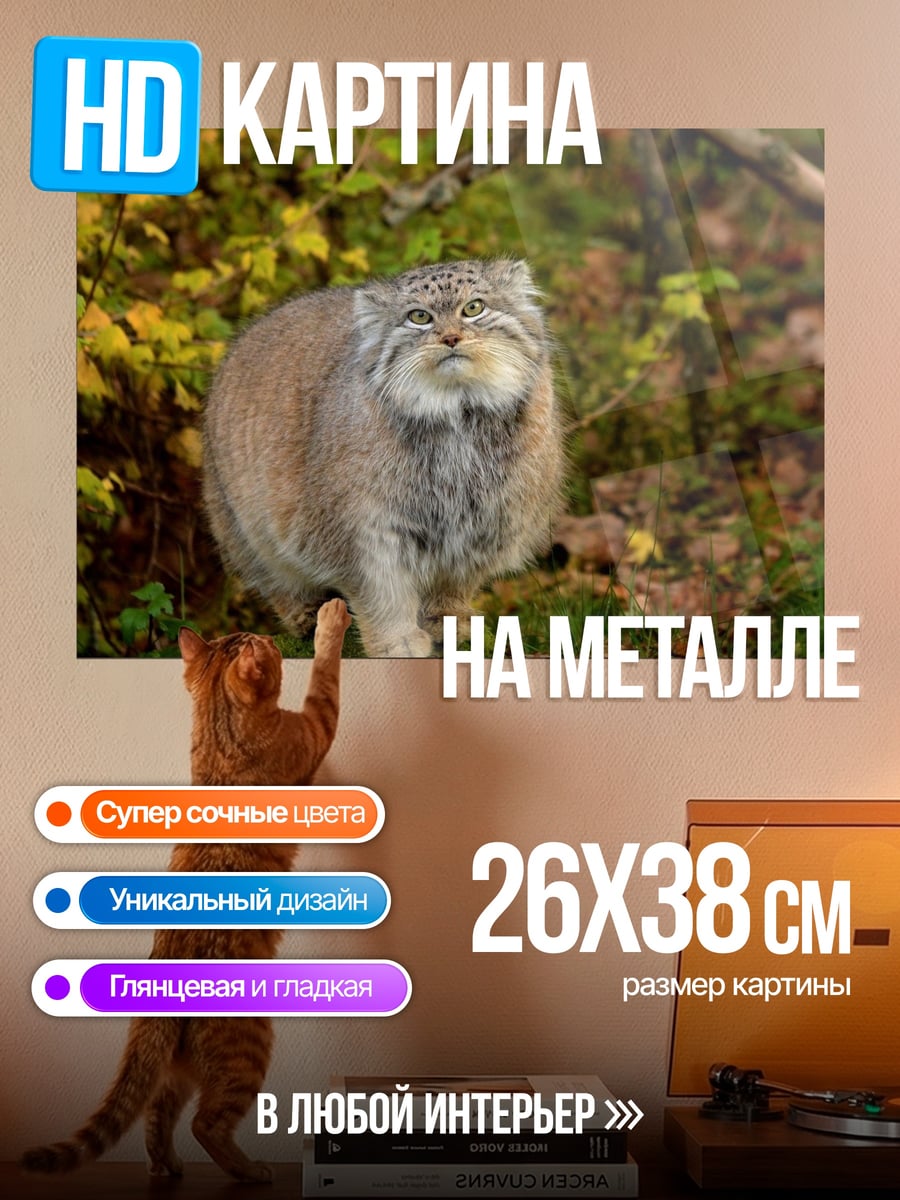 Картина на металле Дикий Кот Манул