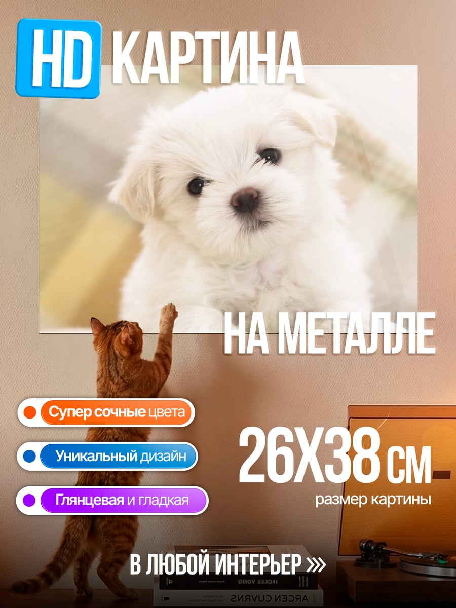 Картина на металле Белый щенок мальтезе