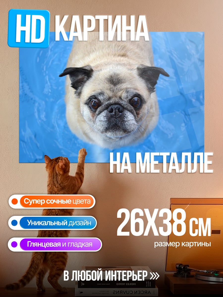 Картина на металле Мопс в воде
