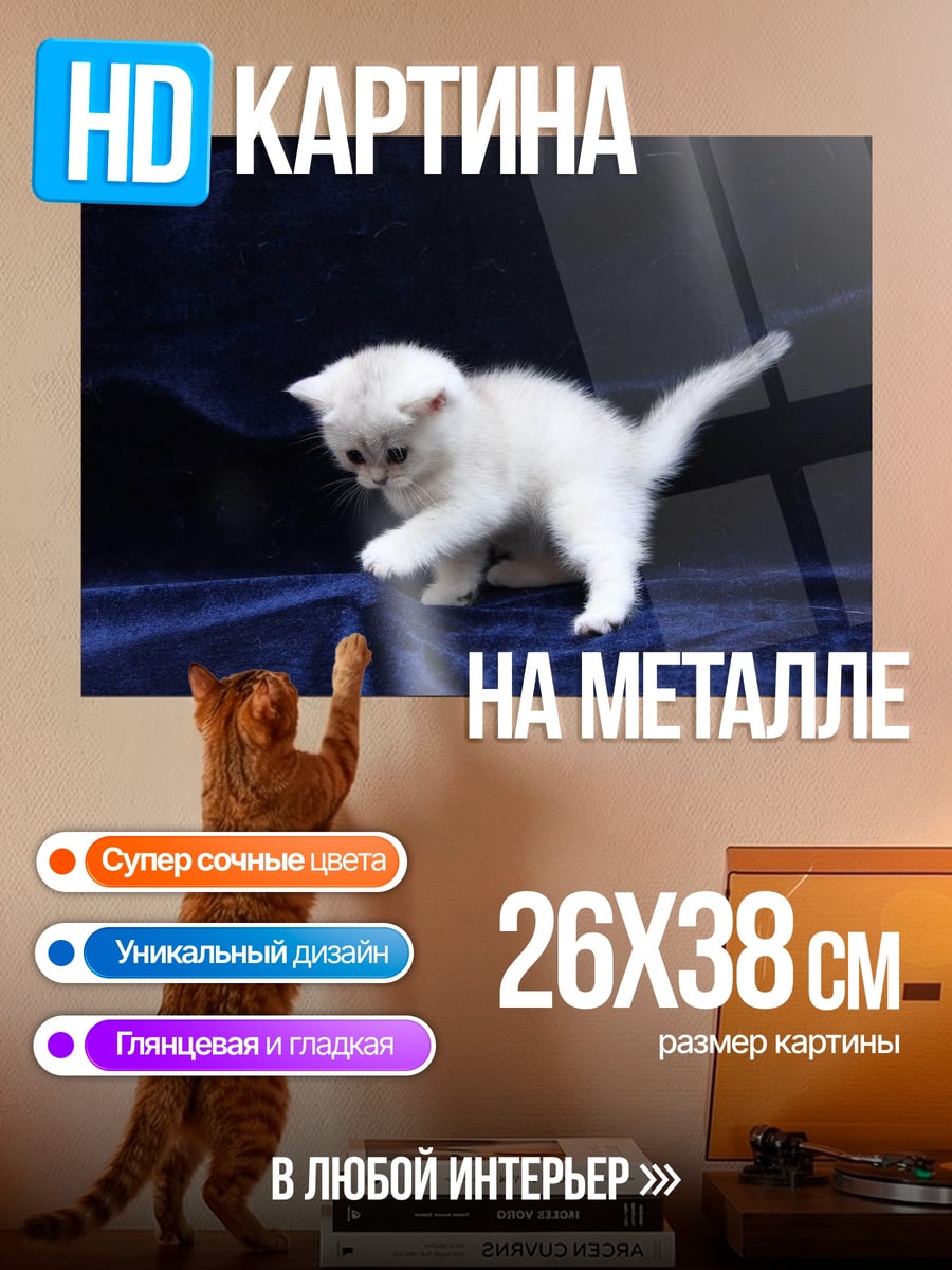 Картина на металле белый котенок