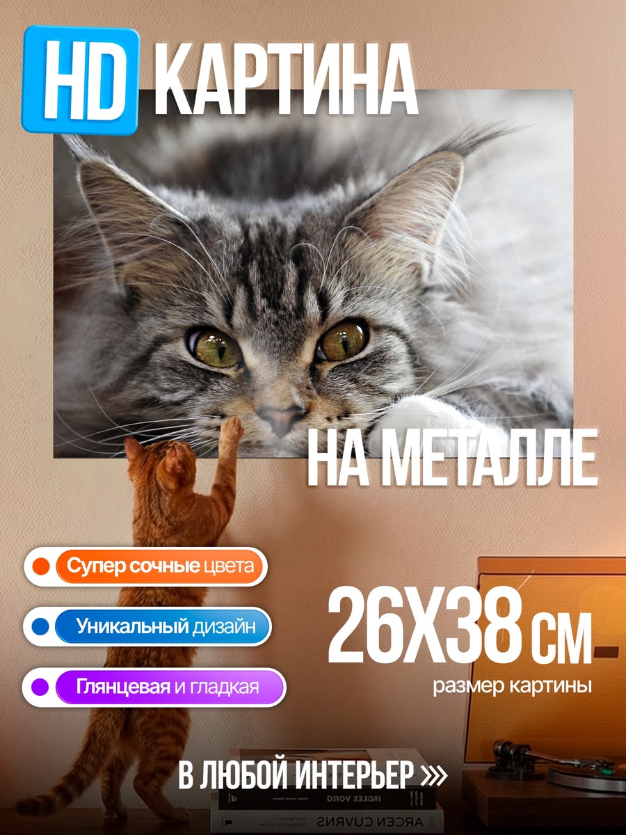 Картина на металле Пушистый кот Мейн-кун