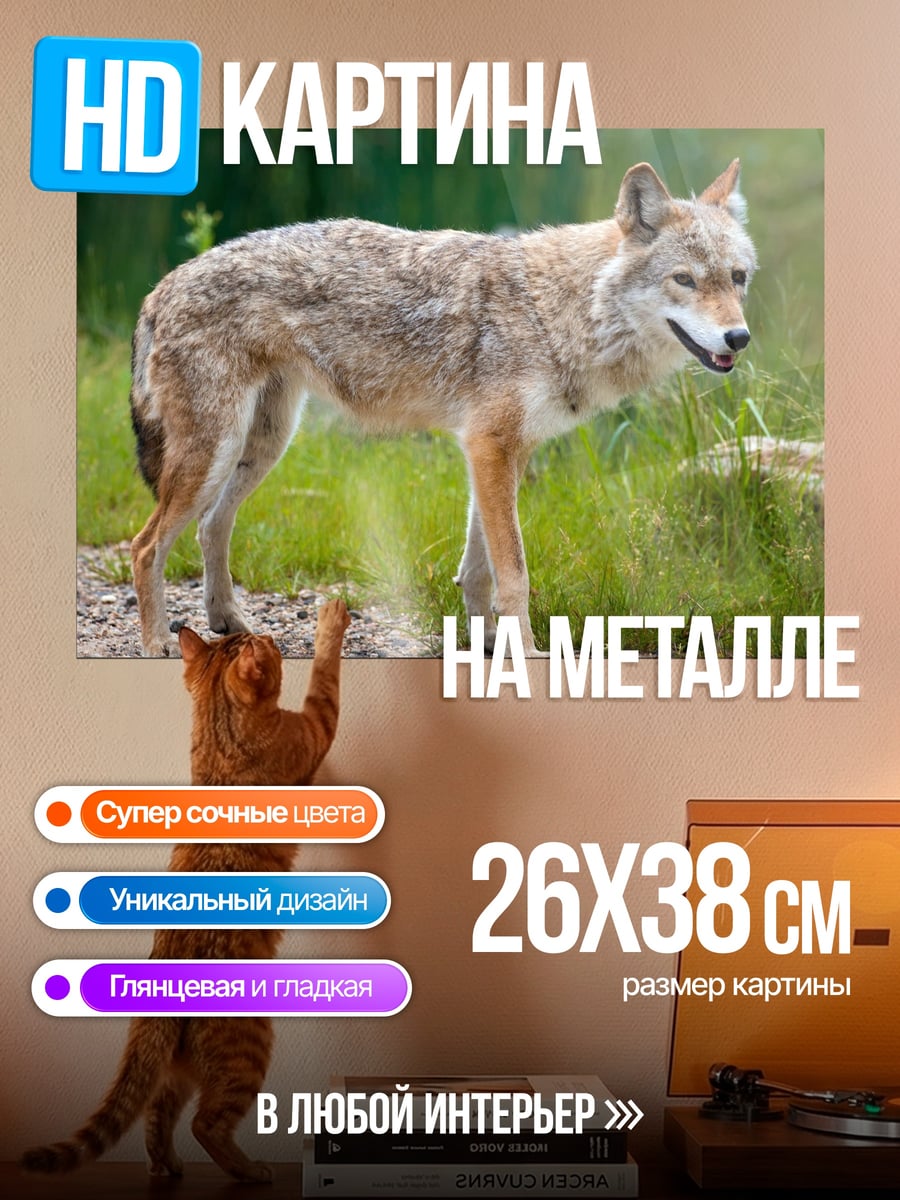 Картина на металле Дикий койот