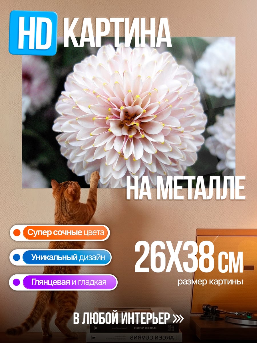Картина на металле Нежный цветок хризантемы