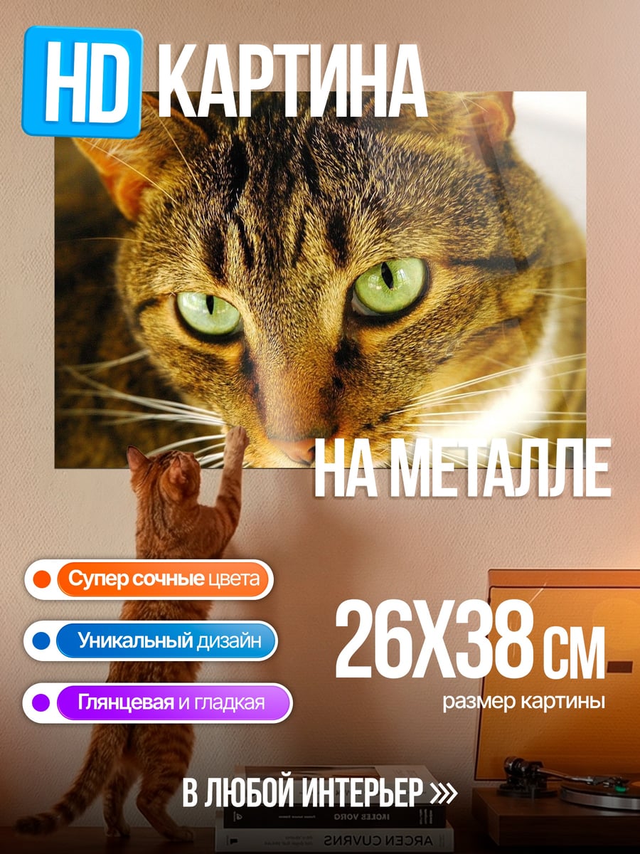 Картина на металле зеленоглазый кот