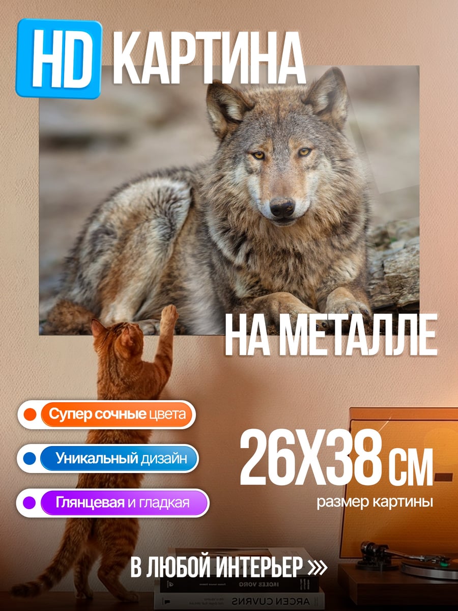 Картина на металле Лежащий волк