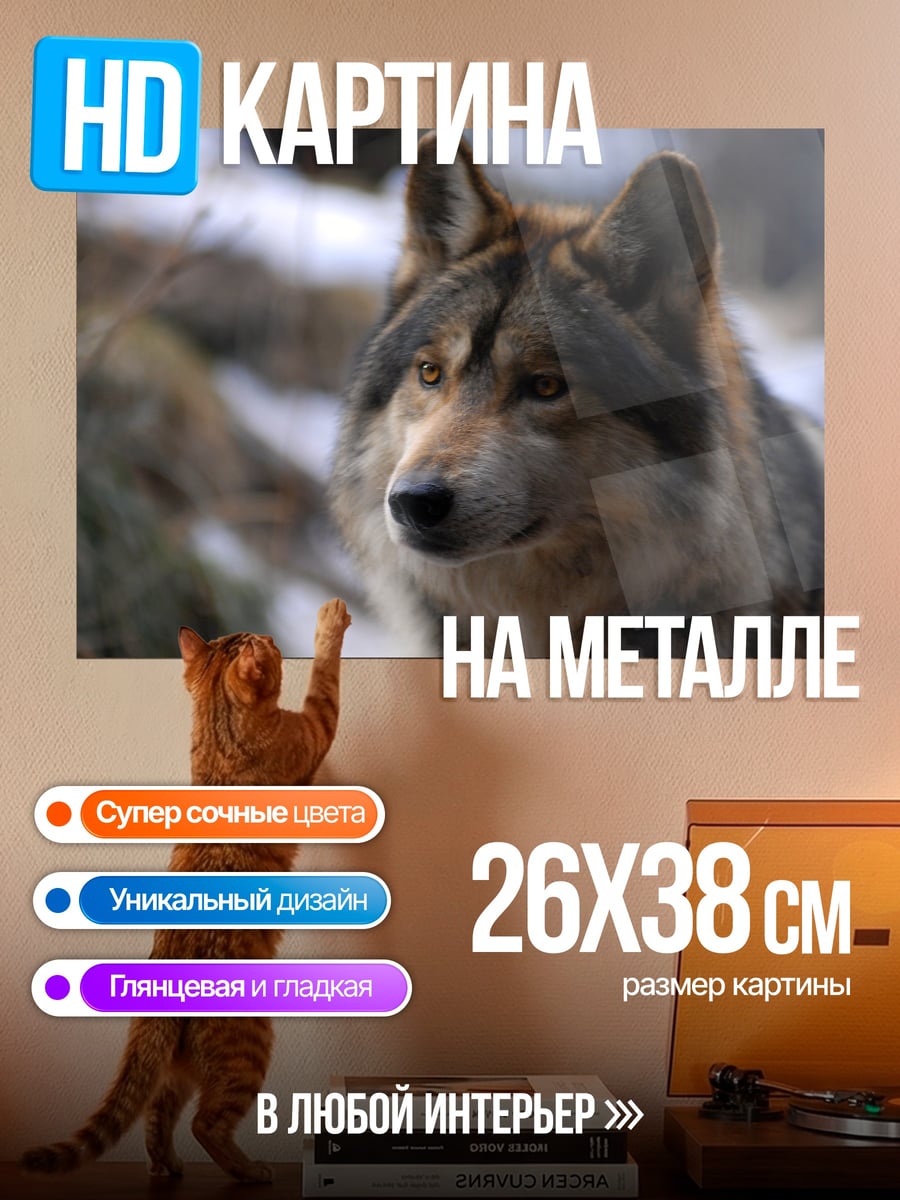 Картина на металле Волк смотрит вдаль